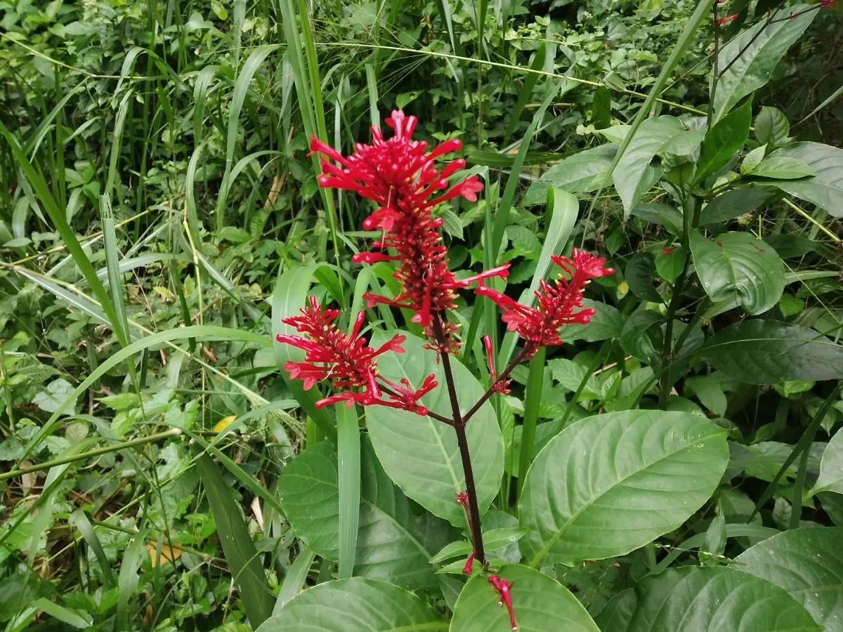 Kandy Okaya